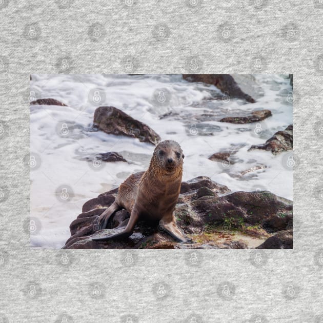 Sea Lion on the Shore by SafariByMarisa